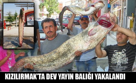 KIZILIRMAK?TA DEV YAYIN BALIĞI YAKALANDI