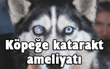 Köpeğe Katarak Ameliyatı