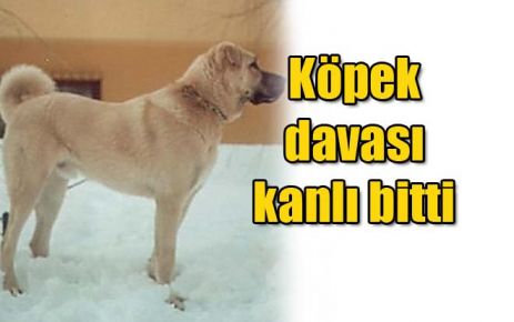 Köpek davası kanlı bitti