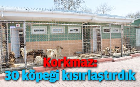 Korkmaz: 30 köpeği kısırlaştırdık