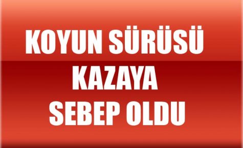 KOYUN SÜRÜSÜ KAZAYA SEBEP OLDU