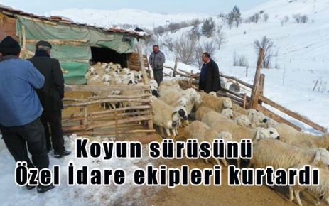 Koyun sürüsünü Özel İdare ekipleri kurtardı
