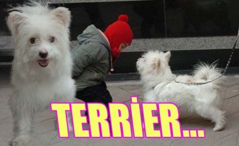 KÜÇÜK TERRİER?İN BÜYÜK HÜNERİ 