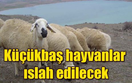 Küçükbaş hayvanlar ıslah edilecek
