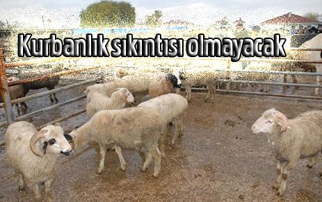  Kurbanlık sıkıntısı olmayacak