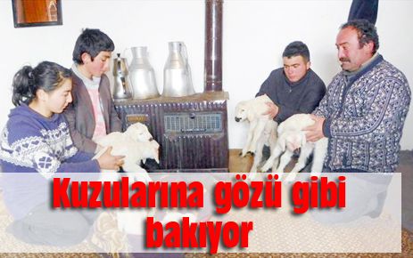 Kuzularına gözü gibi bakıyor