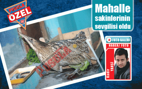 Mahalle sakinlerinin sevgilisi oldu