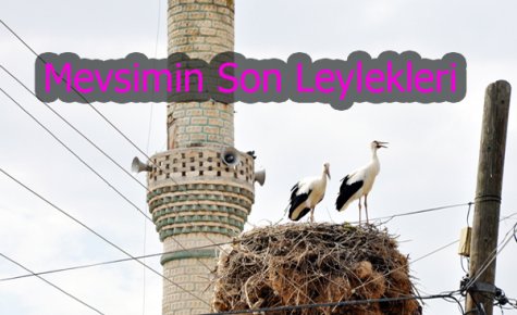 MEVSİMİN SON LEYLEKLERİ 