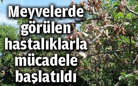 Meyvelerde görülen hastalıklara karşı mücadele