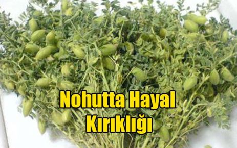 Nohutta Hayal Kırıklığı