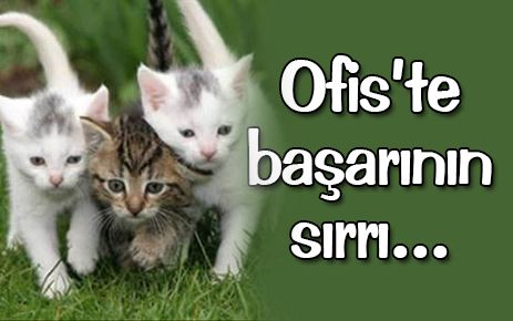 Ofiste başarının anahtarı yavru kedi resimleri