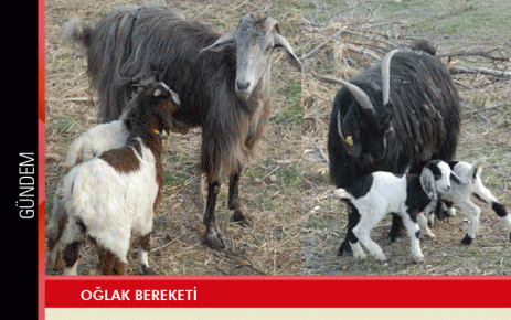 Oğlak bereketi