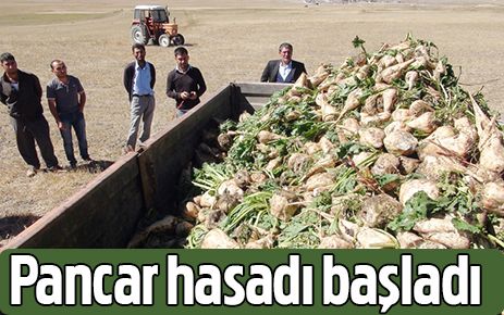 Pancar Hasadı Başladı