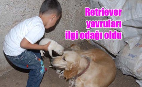 Retriever yavruları ilgi odağı oldu