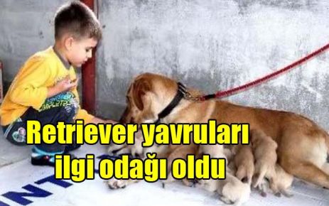 Retriever yavruları ilgi odağı oldu