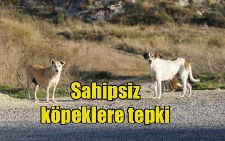 Sahipsiz köpeklere tepki 