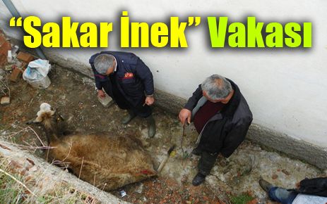 Sakar inek tuş oldu