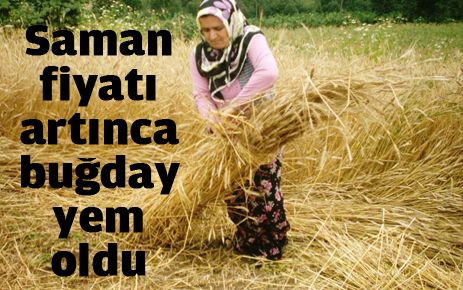 Saman fiyatı artınca buğday yem oldu