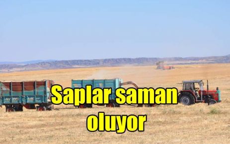 Saplar saman oluyor