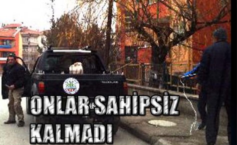 SOKAK HAYVANLARINA SAĞLIK KONTROLÜ
