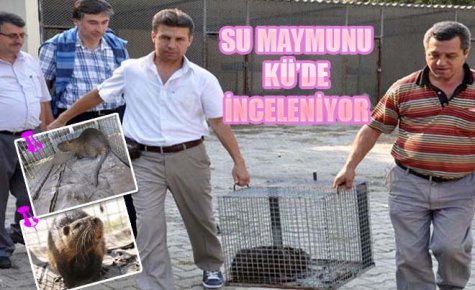 SU MAYMUNU KÜ?DE İNCELENİYOR 