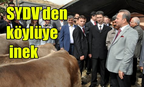 SYDV?den köylüye inek