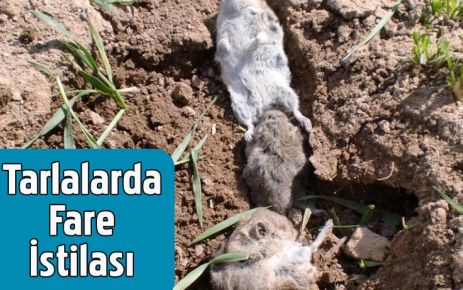 Tarlalarda Fare İstilası 