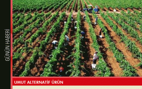 Umut Alternatif Ürün