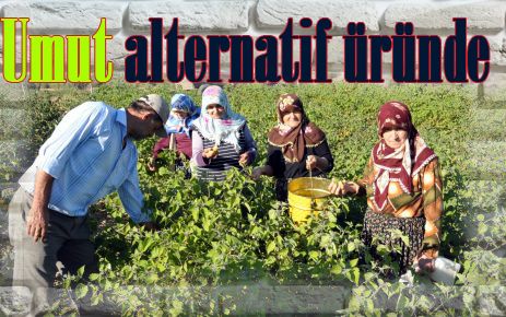 Umut alternatif üründe