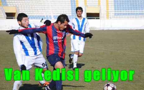 Van Kedisi geliyor