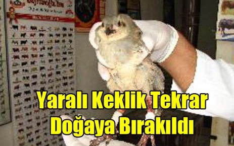 Yaralı Keklik Doğaya Bırakıldı 