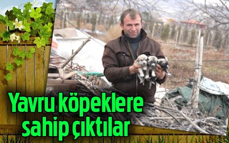 Yavru köpeklere sahip çıktılar