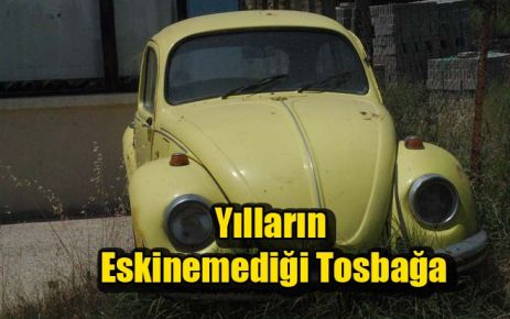 Yılların Eskinemediği Tosbağa