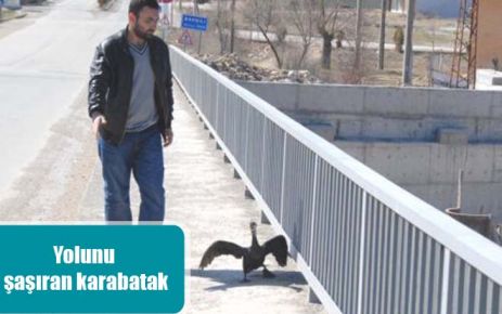 Yolunu şaşıran karabatak