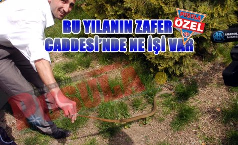 ZAFER CADDESİ`NDEN YILAN ÇIKTI